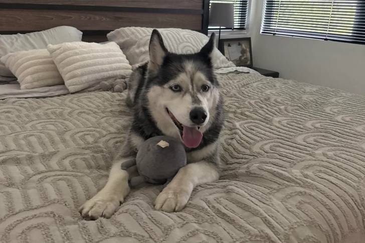 Un Husky Sibérien allongé sur un lit et tirant la langue