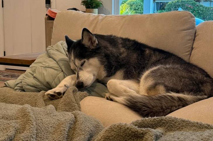 Un Husky Sibérien allongé sur un canapé et semblant dormir