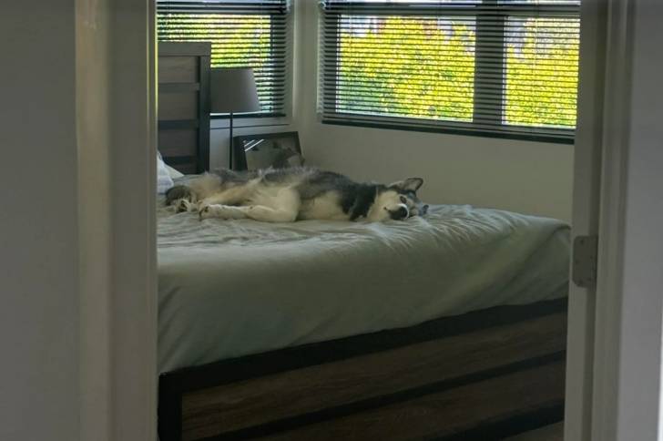 Un Husky Sibérien allongé sur un lit et semblant dormir