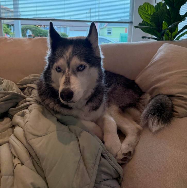 Un Husky Sibérien allongé sur un canapé et regardant vers la caméra