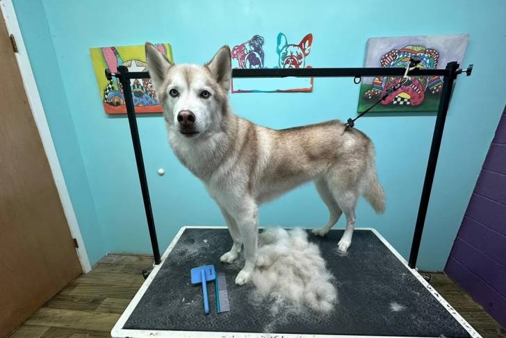 Un Husky Sibérien sur une table et regardant vers la caméra