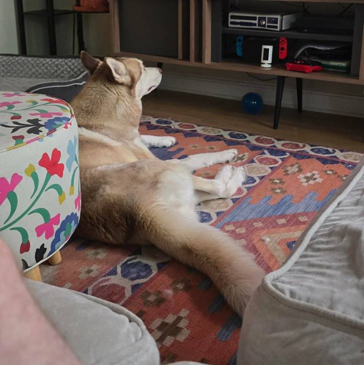 Un Husky Sibérien allongé sur un tapis et regardant la télé