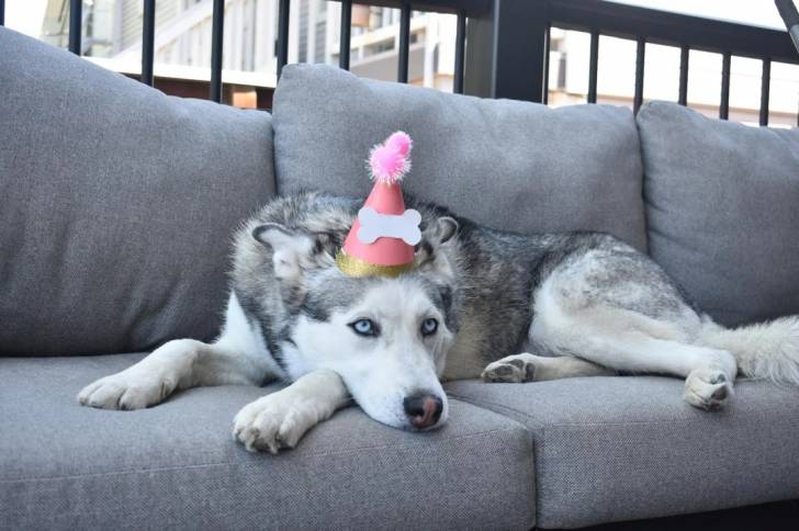 Un Husky Sibérien allongé sur un canapé