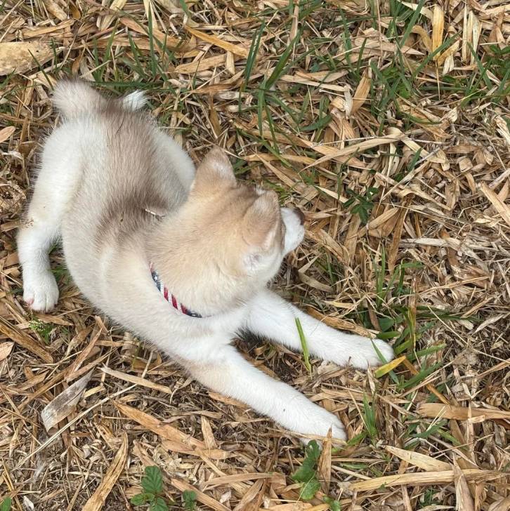 Un Husky Sibérien sur un terrain herbeux et portant un collier autour du cou