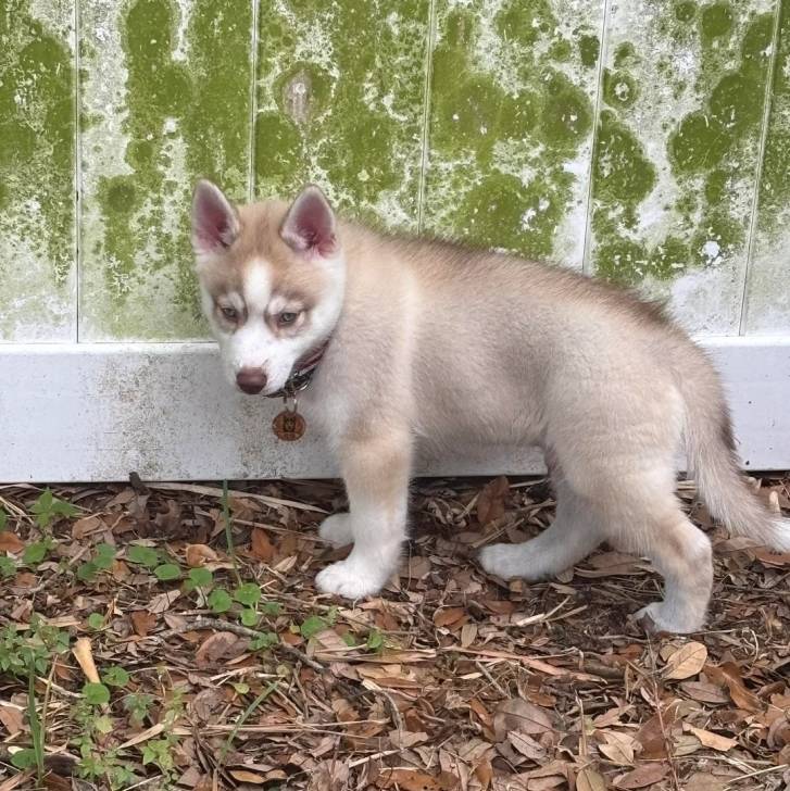 Un Husky Sibérien sur un terrain herbeux devant une porte et portant un collier autour du cou