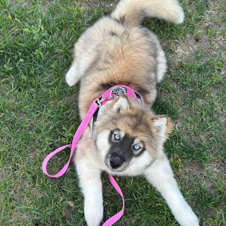 Un Husky Sibérien allongé sur un terrain herbeux portant un harnais et tenu en laisse