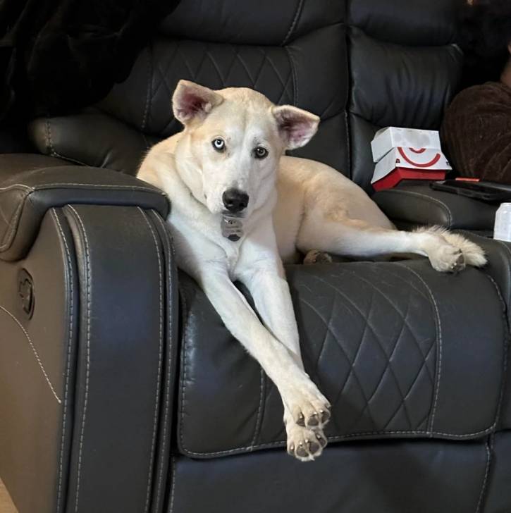 Un Husky Sibérien allongé sur un canapé et portant un collier autour du cou