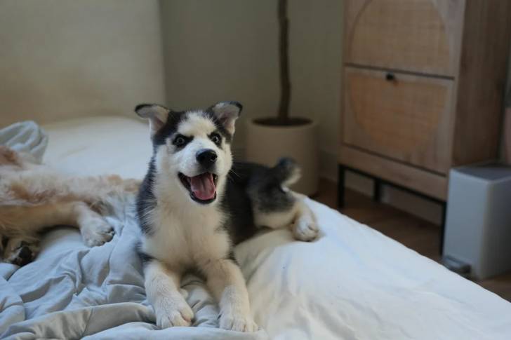 Un Husky Sibérien allongé sur un lit et ayant la gueule ouverte