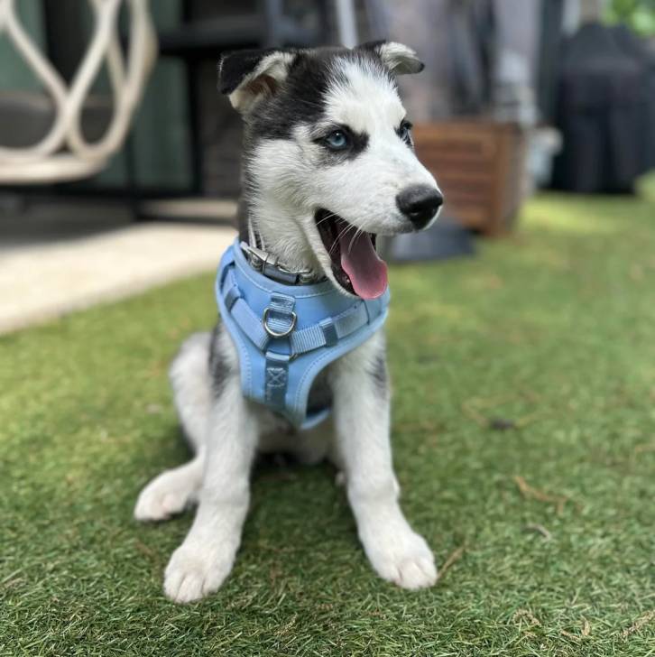 Un Husky Sibérien assis sur un terrain herbeux et portant un harnais