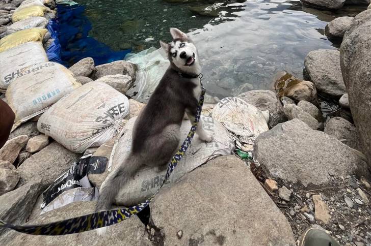 Un Husky Sibérien assis et tenu en laisse
