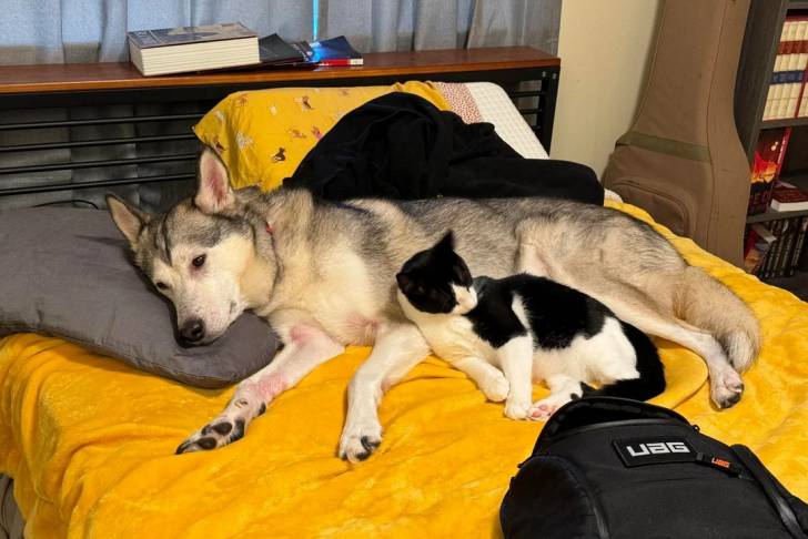 Un Husky Sibérien allongé sur un lit à côté d'un chat