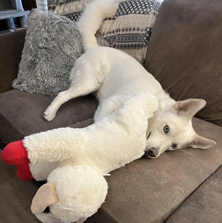 Un Husky Sibérien allongé sur un canapé