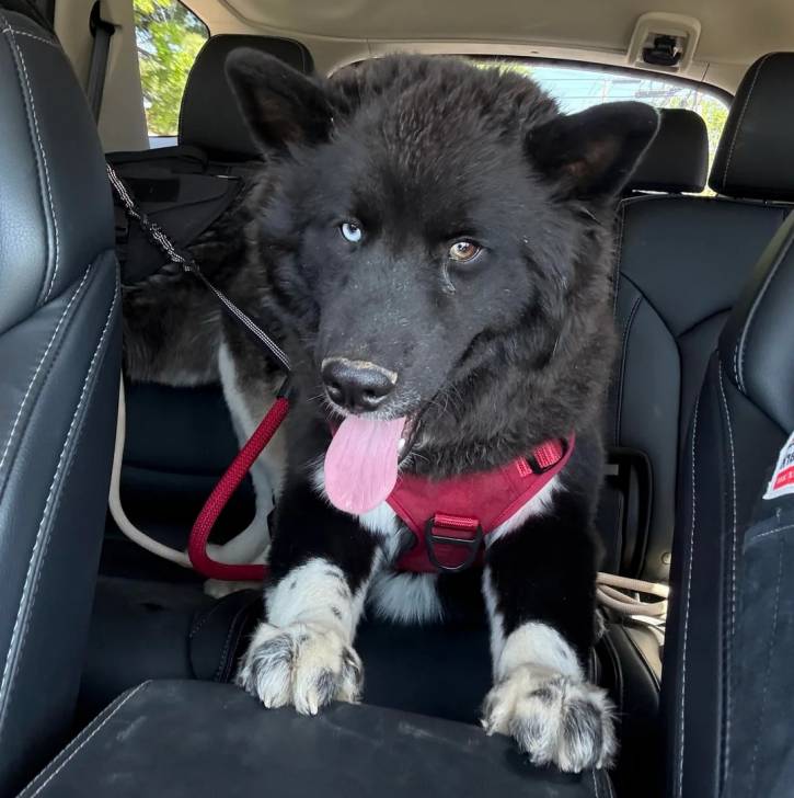 Un Husky Sibérien dans un véhicule portant un harnais et tenu en laisse