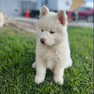 Un Husky Sibérien assis sur un terrain herbeux 