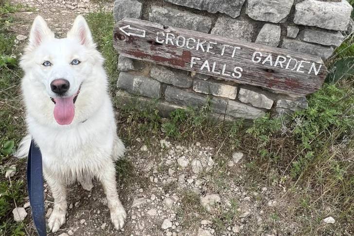 Un Husky Sibérien assis sur un terrain herbeux tirant la langue et tenu en laisse