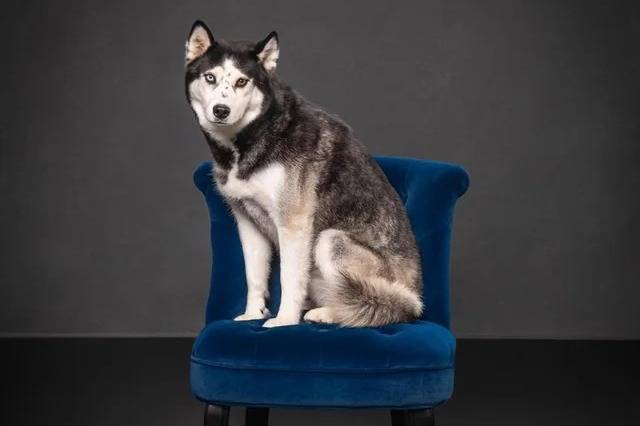 Un Husky Sibérien assis sur un fauteuil et regardant vers la caméra