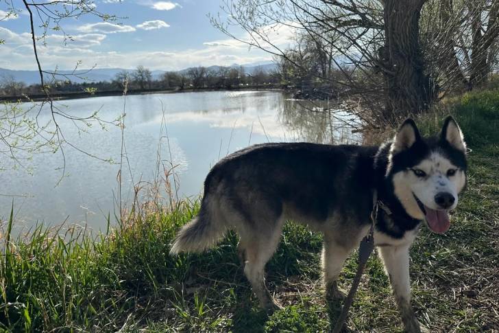 Un Husky Sibérien sur un terrain herbeux tenu en laisse et tirant la langue