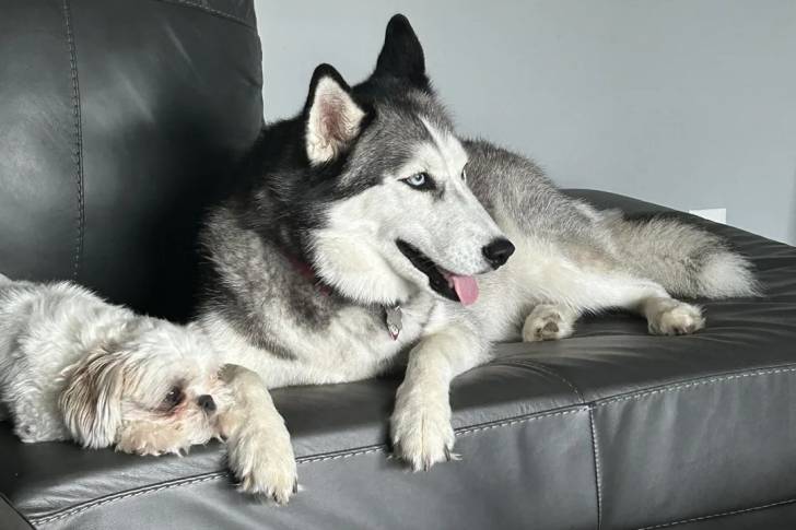 Un Husky Sibérien allongé sur un canapé et portant un collier autour du cou