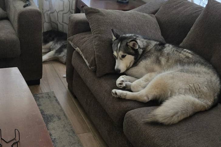Un Husky Sibérien allongé sur un canapé