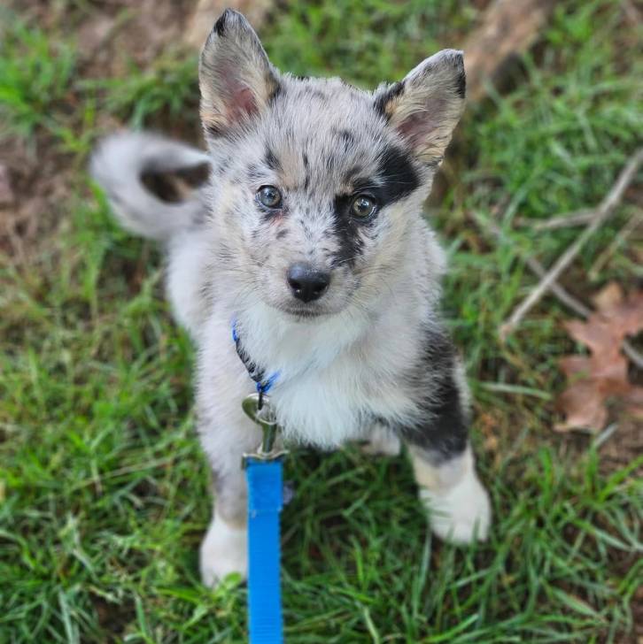 Un Husky Sibérien assis sur un terrain herbeux et tenu en laisse