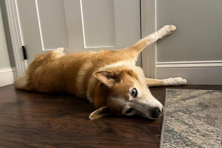 Un Husky Sibérien allongé sur une table et regardant vers la caméra