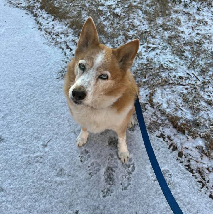 Un Husky Sibérien assis sur une surface et tenu en laisse