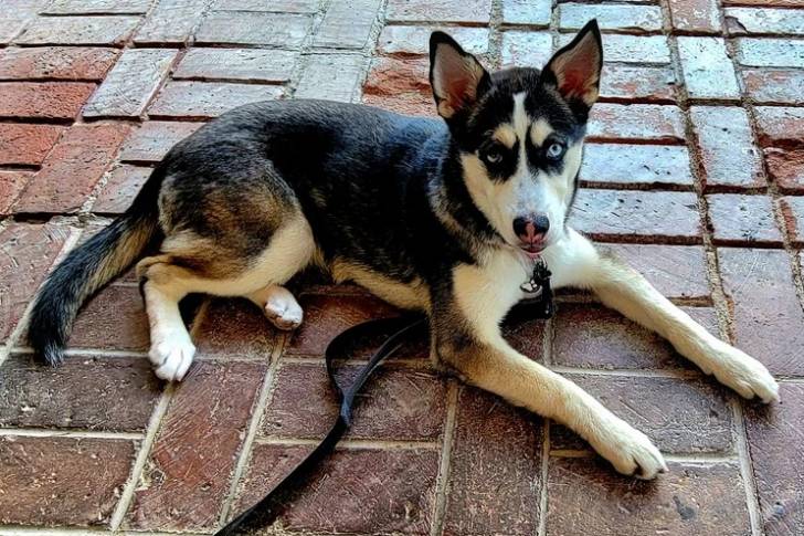 Un Husky Sibérien allongé sur un sol carrelé et tenu en laisse