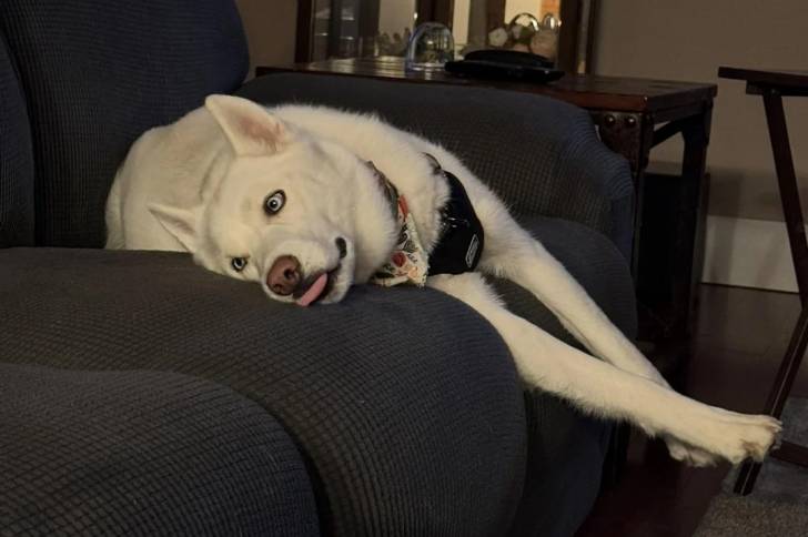 Un Husky Sibérien allongé sur un canapé et portant un harnais