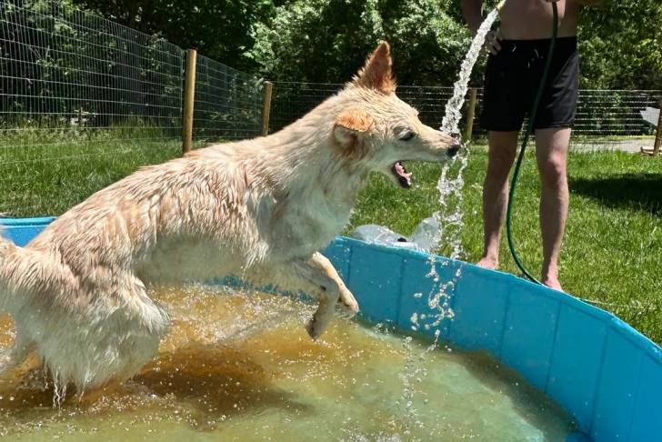 Un Husky Sibérien prenant son bain