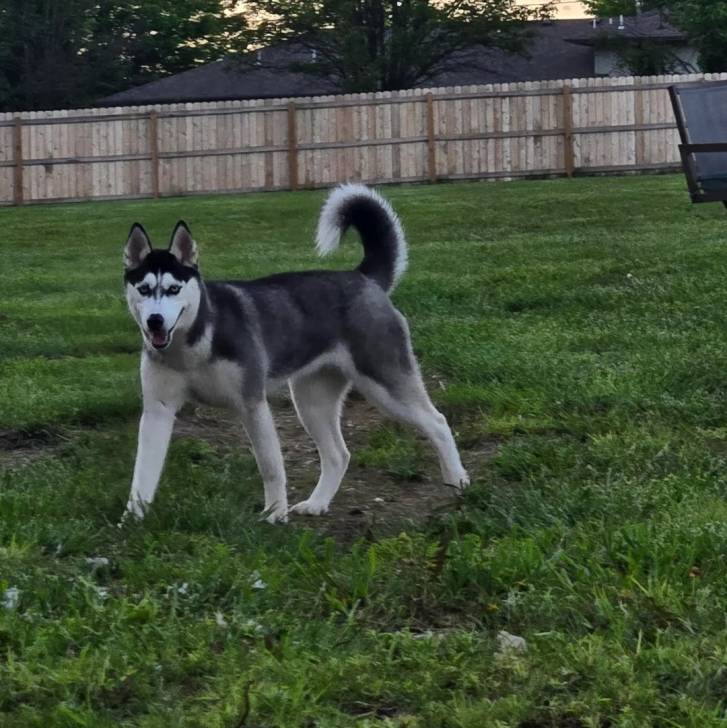 Un Husky Sibérien sur un terrain herbeux et regardant vers la caméra
