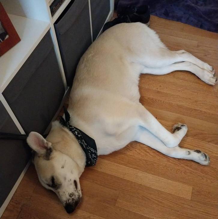 Un Husky Sibérien allongé sur un parquet et portant un foulard autour du cou