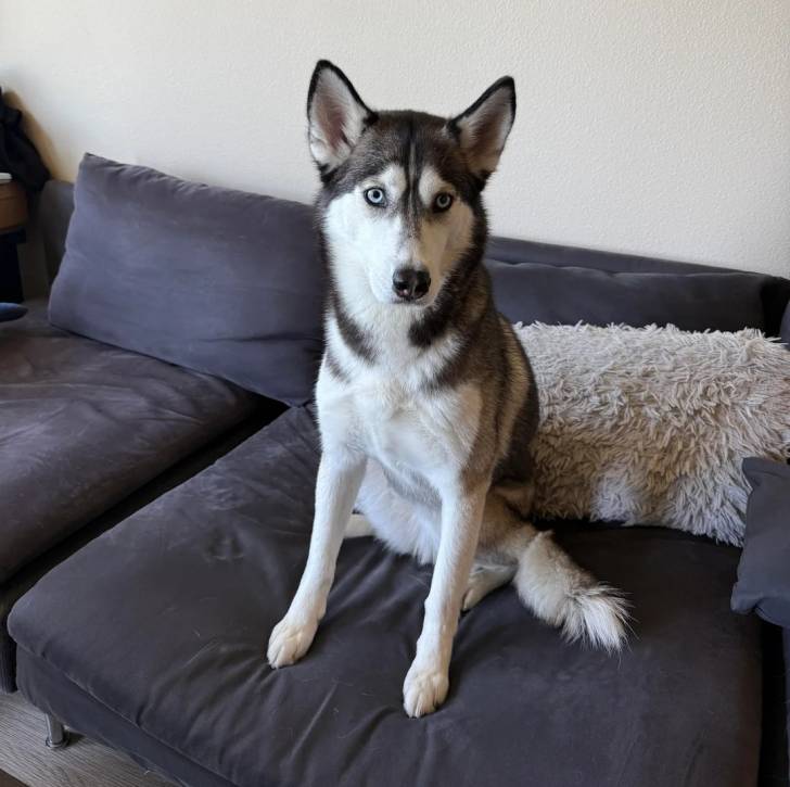 Un Husky Sibérien assis sur un canapé et regardant vers la caméra