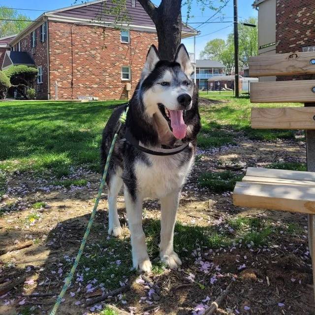 Un Husky Sibérien sur un terrain herbeux tirant la langue et portant un harnais