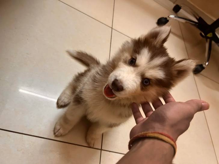 Un chiot Husky Sibérien assis sur un sol carrelé et regardant vers la caméra