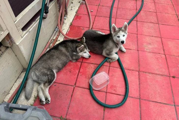Deux Husky Sibérien allongés sur un sol carrelé