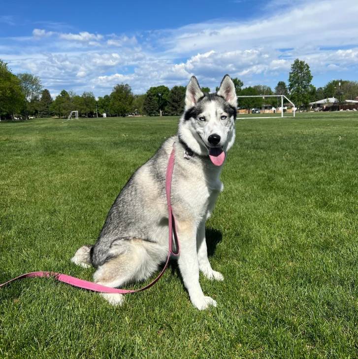 Un Husky Sibérien assis sur un terrain herbeux et tenu en laisse