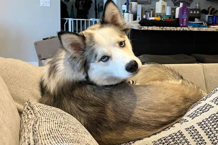 Un Husky Sibérien allongé sur un canapé et regardant vers la caméra
