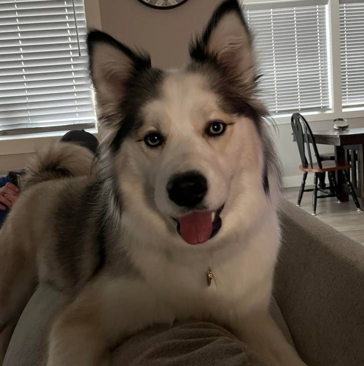 Un Husky Sibérien allongé sur un canapé et regardant vers la caméra