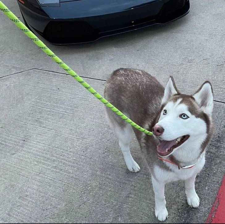 Un Husky Sibérien sur un sol bétonné et tenu en laisse