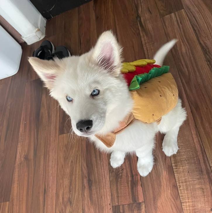 Un Husky Sibérien assis sur un parquet