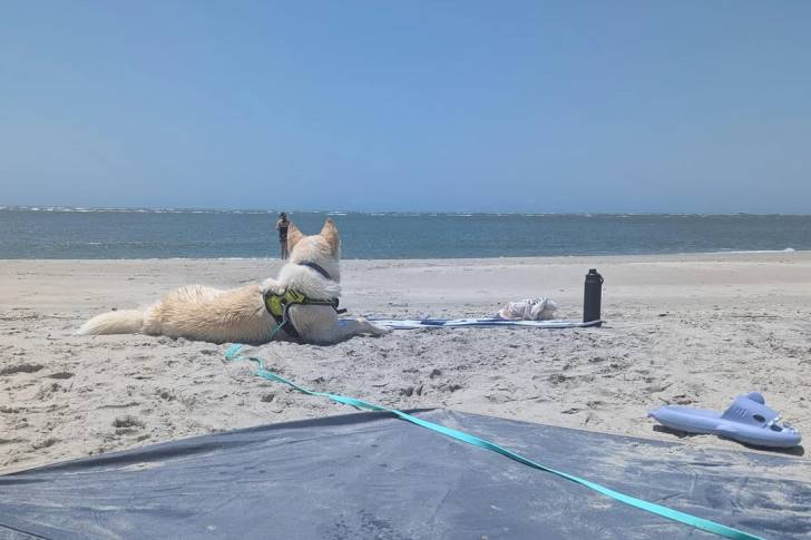 Un Husky Sibérien allongé sur une surface sableuse portant un harnais et tenu en laisse