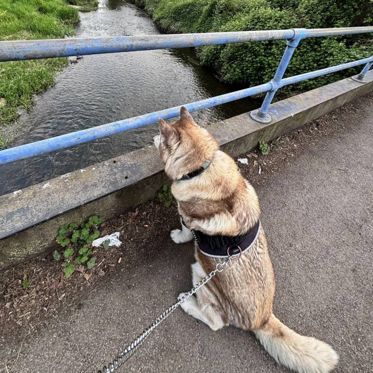 Un Husky Sibérien assis sur un sol bétonné admirant le paysage et tenu en laisse