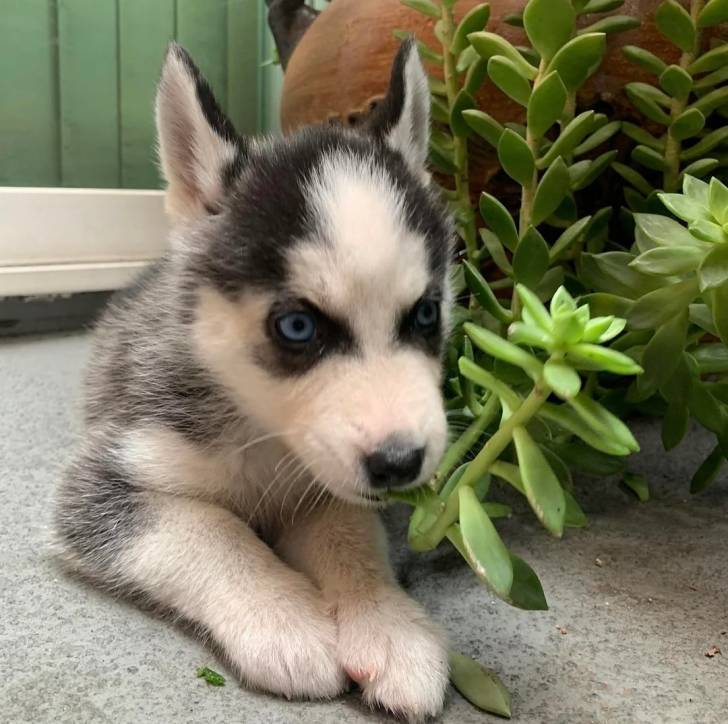 Un Husky Sibérien allongé sur une moquette 