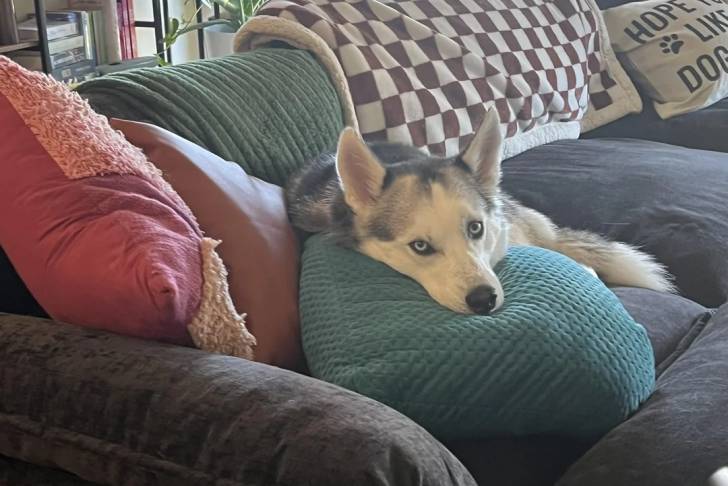 Un Husky Sibérien allongé sur un canapé et regardant vers la caméra