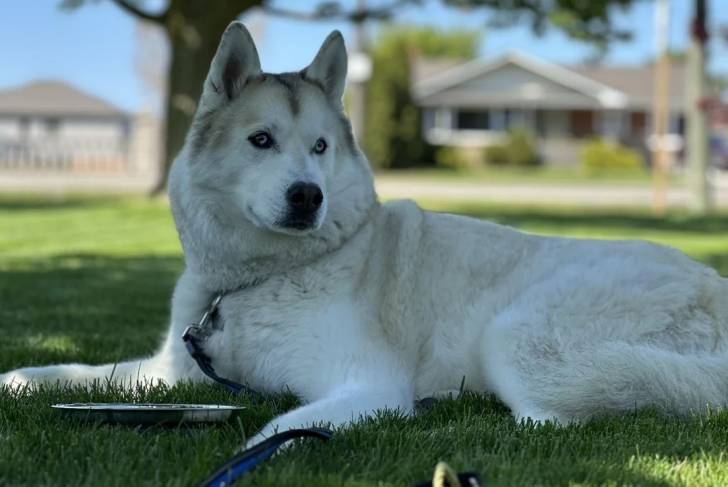 Un Husky Sibérien allongé sur un terrain herbeux et tenu en laisse