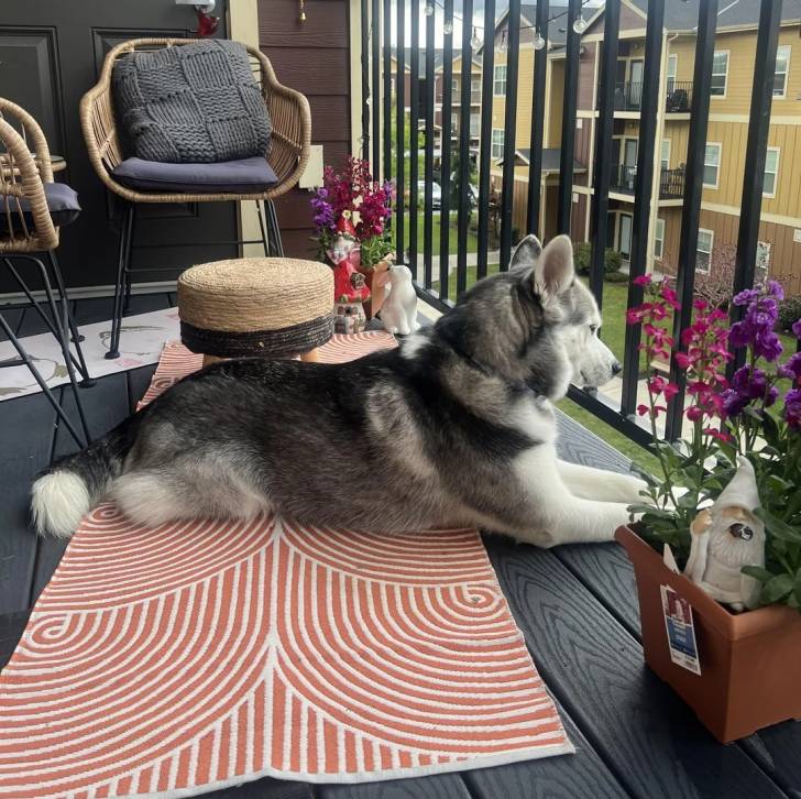 Un Husky Sibérien allongé sur un tapis et admirant le paysage