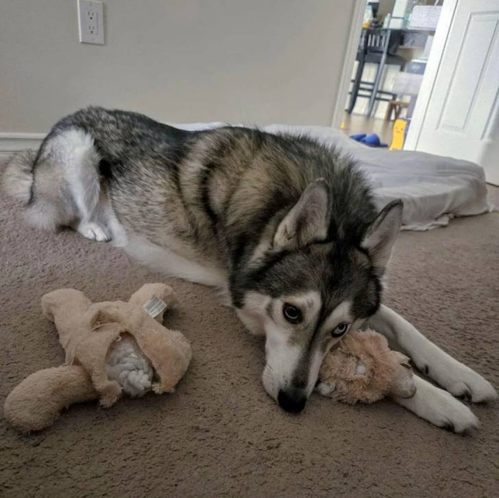 Un Husky Sibérien allongé sur une moquette