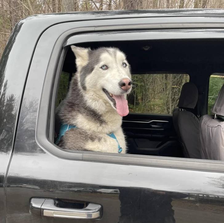 Un Husky Sibérien assis dans un véhicule et tirant la langue