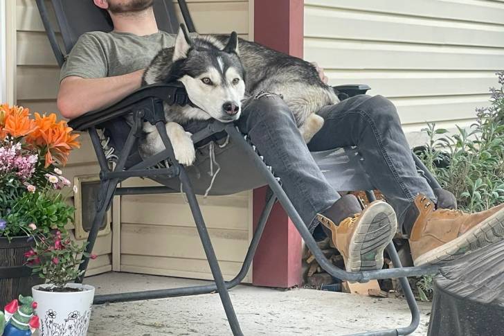 Un Husky Sibérien allongé sur les cuisses d'une personne