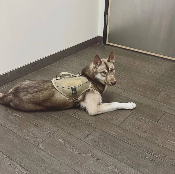 Un Husky Sibérien allongé sur un parquet et portant un harnais